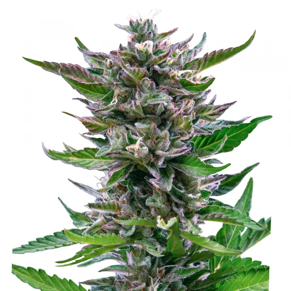 North Thunderfuck Automatic 3x Cannabissamen - USA Premium – Bild 2