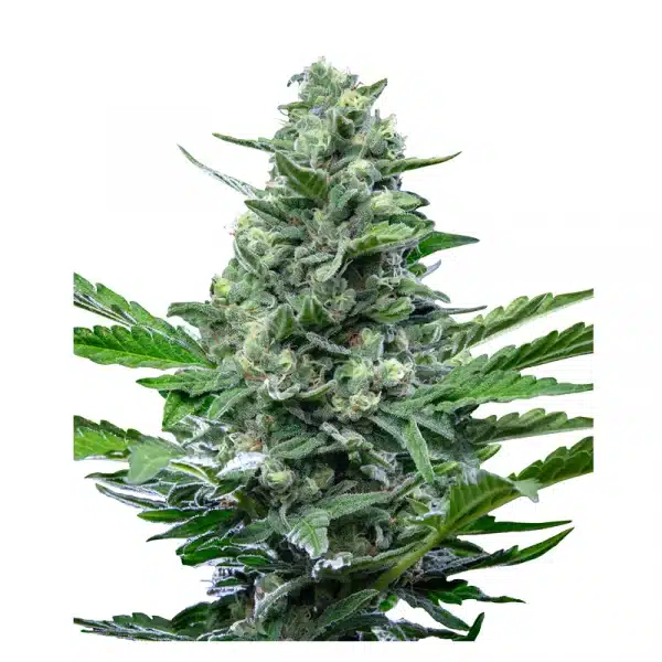 Royal Critical Automatic 3x Cannabissamen – Bild 2